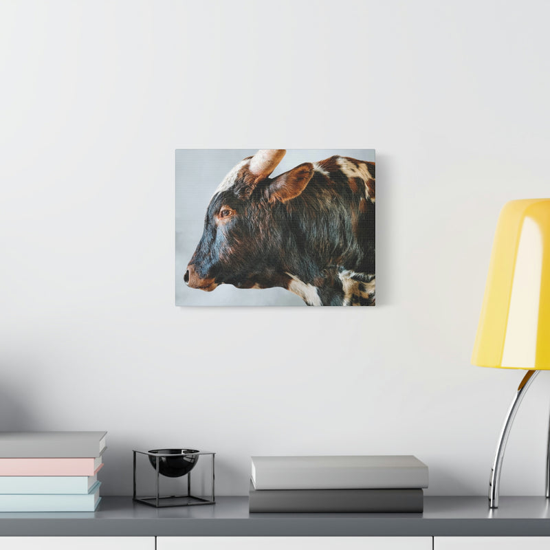 Longhorn Bull Canvas