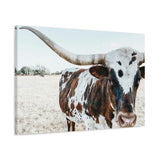 Charlotte The Longhorn Cow Horizontal Canvas