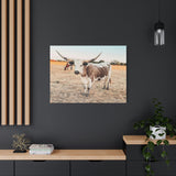 Longhorn Cow Canvas