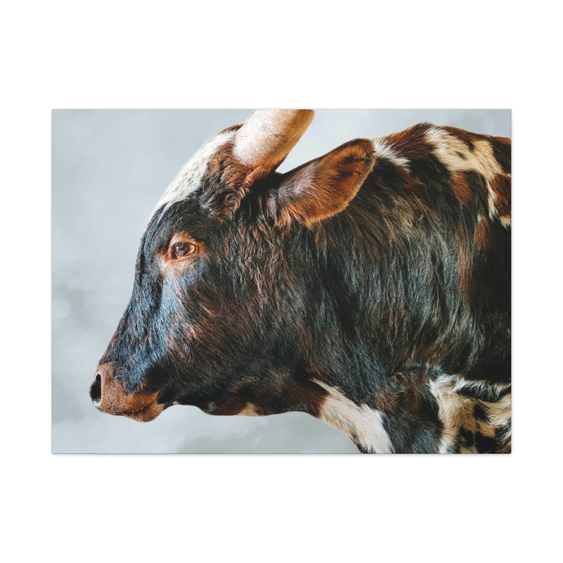 Longhorn Bull Canvas