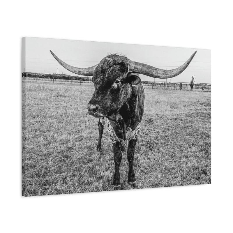 B&W Longhorn Bull Horizontal Canvas