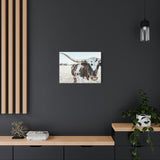 Charlotte The Longhorn Cow Horizontal Canvas