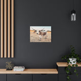 Longhorn Cow Canvas