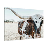 Charlotte The Longhorn Cow Horizontal Canvas