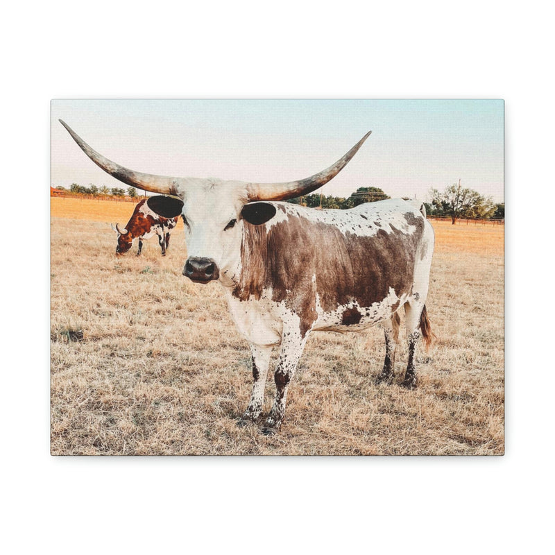 Longhorn Cow Canvas