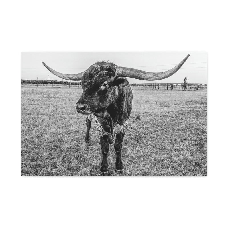 B&W Longhorn Bull Horizontal Canvas