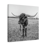 B&W Longhorn Bull Square Canvas