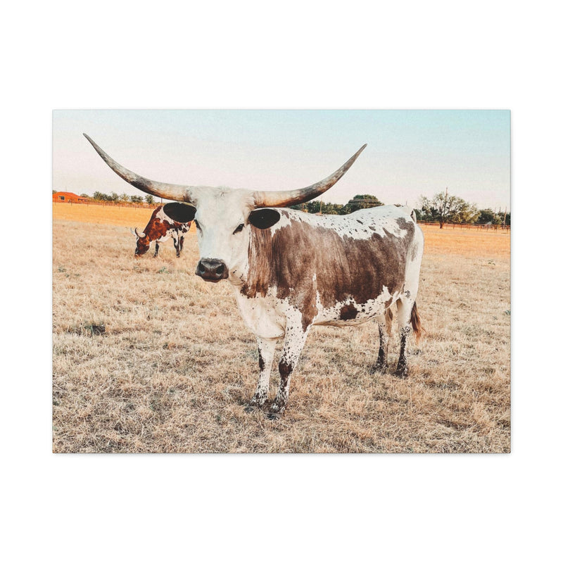 Longhorn Cow Canvas