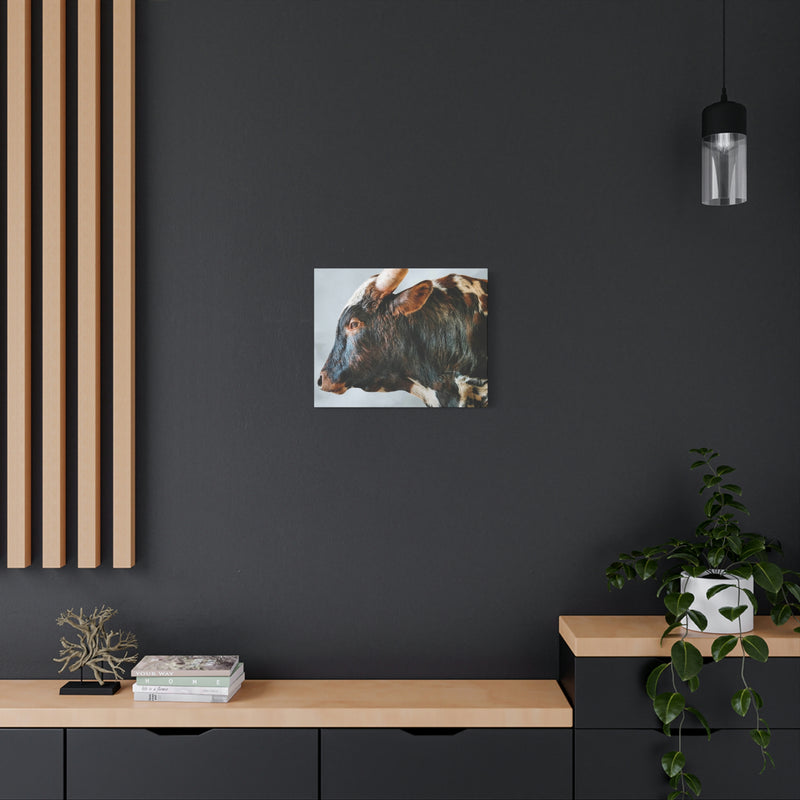 Longhorn Bull Canvas