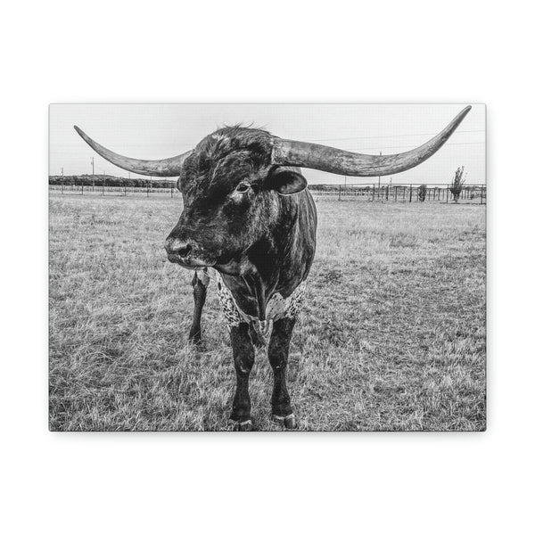 B&W Longhorn Bull Horizontal Canvas