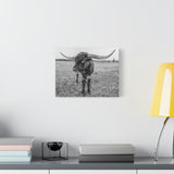 B&W Longhorn Bull Horizontal Canvas