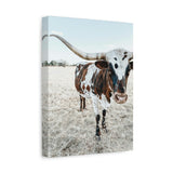 Charlotte Longhorn Cow Vertical Canvas