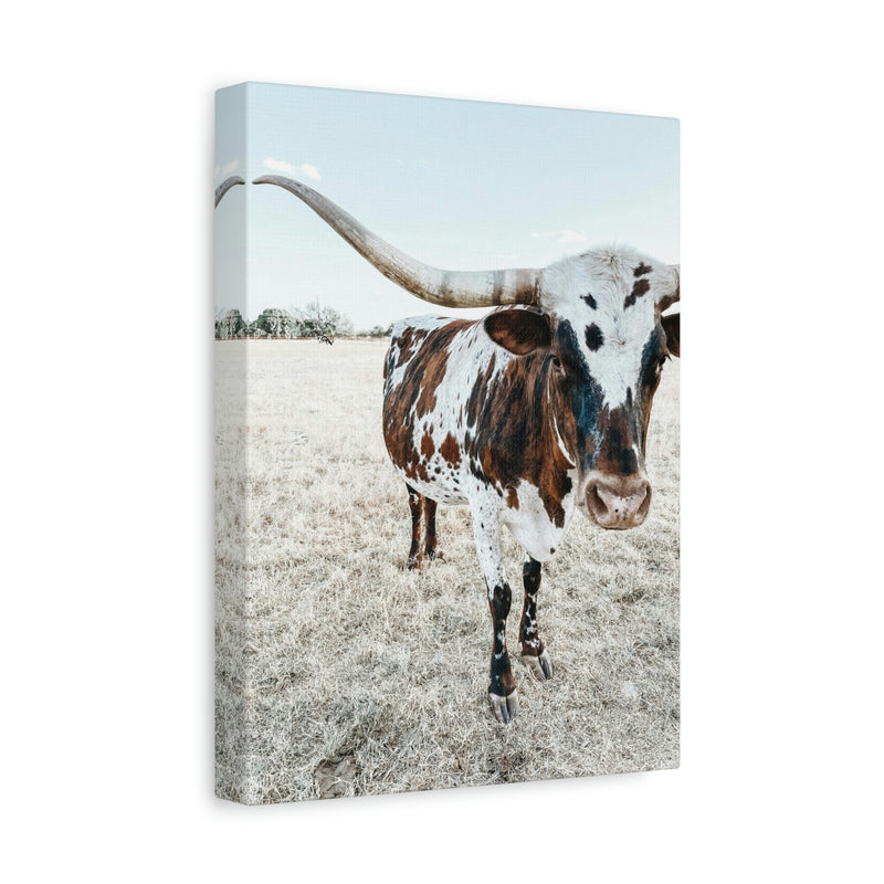 Charlotte Longhorn Cow Vertical Canvas