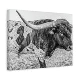 B&W Longhorn Bull Canvas