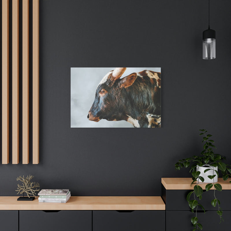 Longhorn Bull Canvas