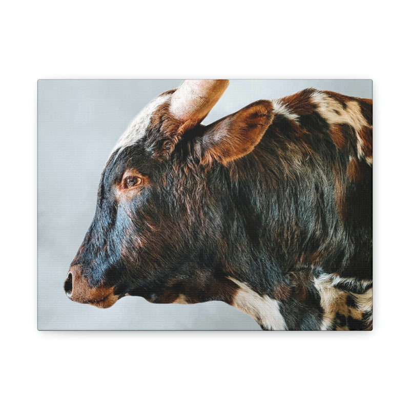 Longhorn Bull Canvas