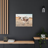 Longhorn Cow Canvas