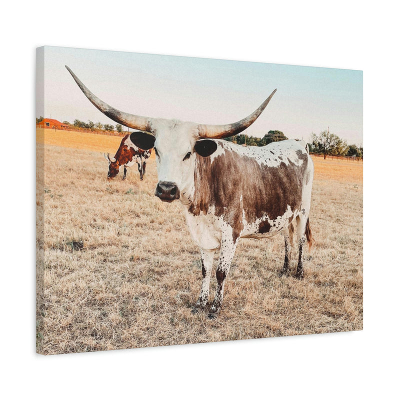 Longhorn Cow Canvas