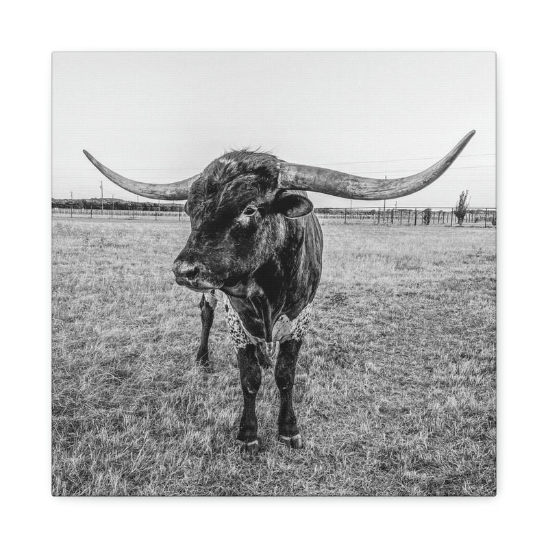 B&W Longhorn Bull Square Canvas