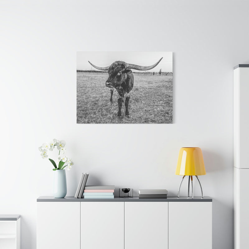 B&W Longhorn Bull Horizontal Canvas