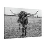 B&W Longhorn Bull Horizontal Canvas