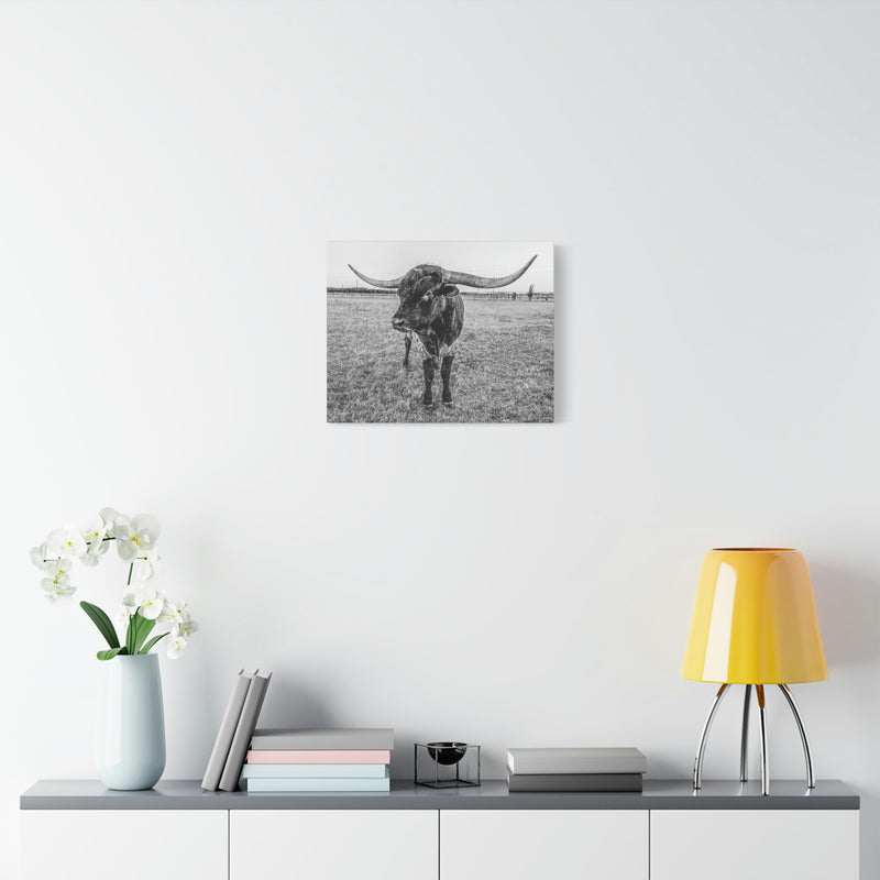 B&W Longhorn Bull Horizontal Canvas