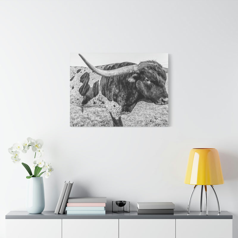 B&W Longhorn Bull Canvas