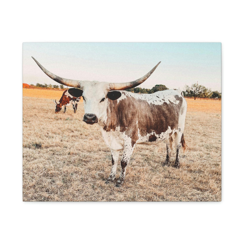 Longhorn Cow Canvas