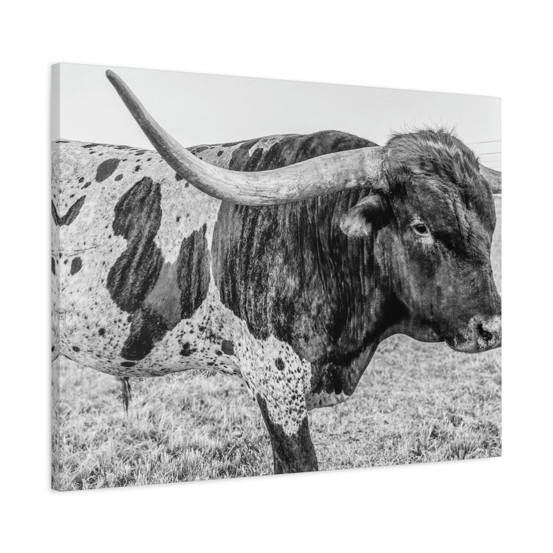 B&W Longhorn Bull Canvas