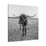 B&W Longhorn Bull Square Canvas