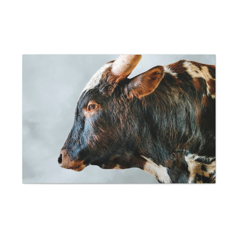 Longhorn Bull Canvas