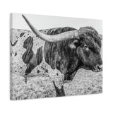 B&W Longhorn Bull Canvas