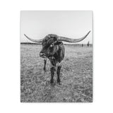 B&W Longhorn Bull Vertical Canvas