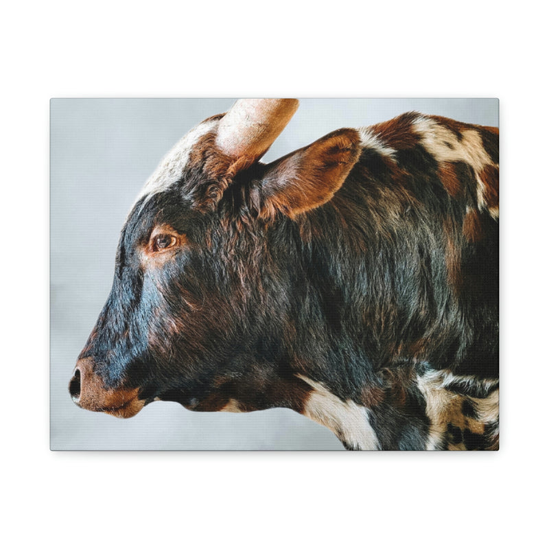 Longhorn Bull Canvas