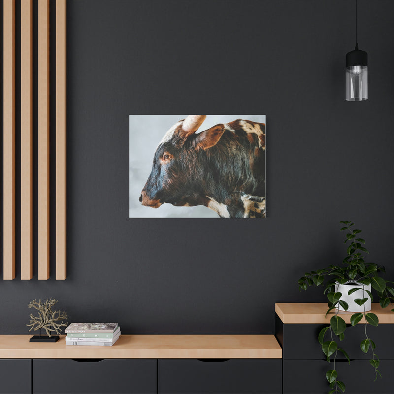 Longhorn Bull Canvas