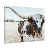 Charlotte The Longhorn Cow Horizontal Canvas