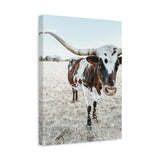 Charlotte Longhorn Cow Vertical Canvas