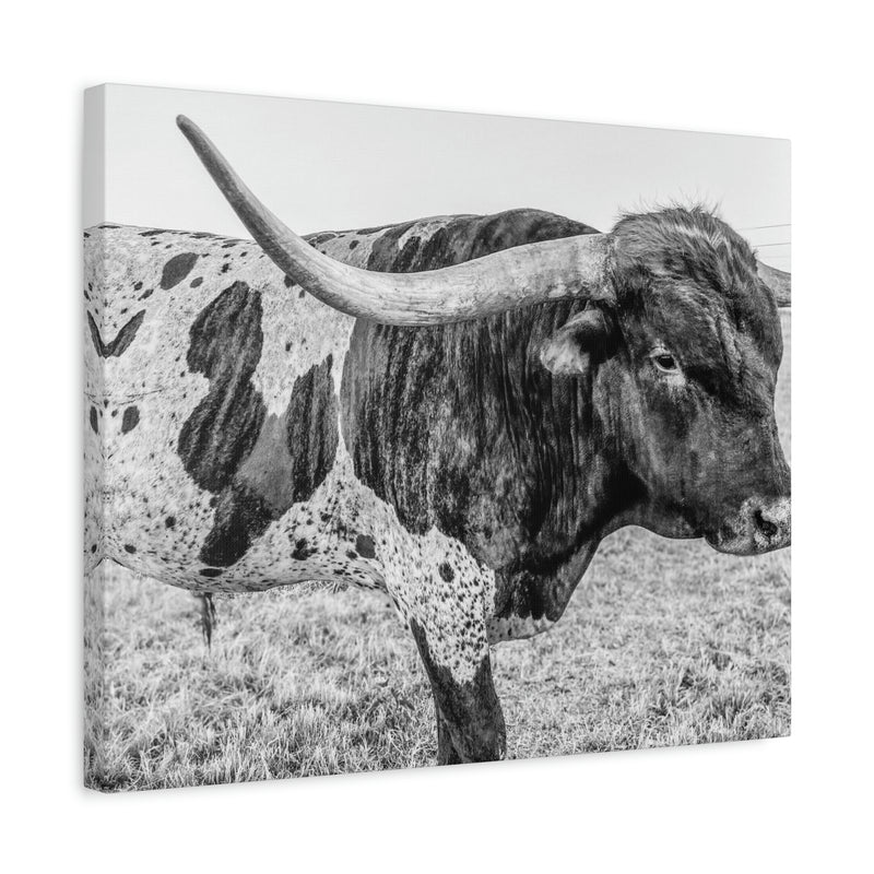 B&W Longhorn Bull Canvas