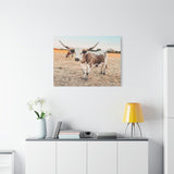 Longhorn Cow Canvas