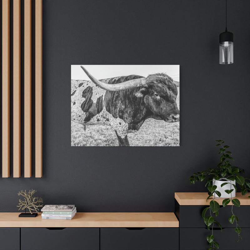 B&W Longhorn Bull Canvas