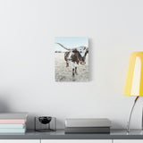 Charlotte Longhorn Cow Vertical Canvas