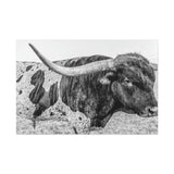 B&W Longhorn Bull Canvas