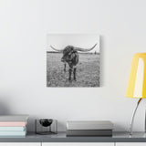 B&W Longhorn Bull Square Canvas