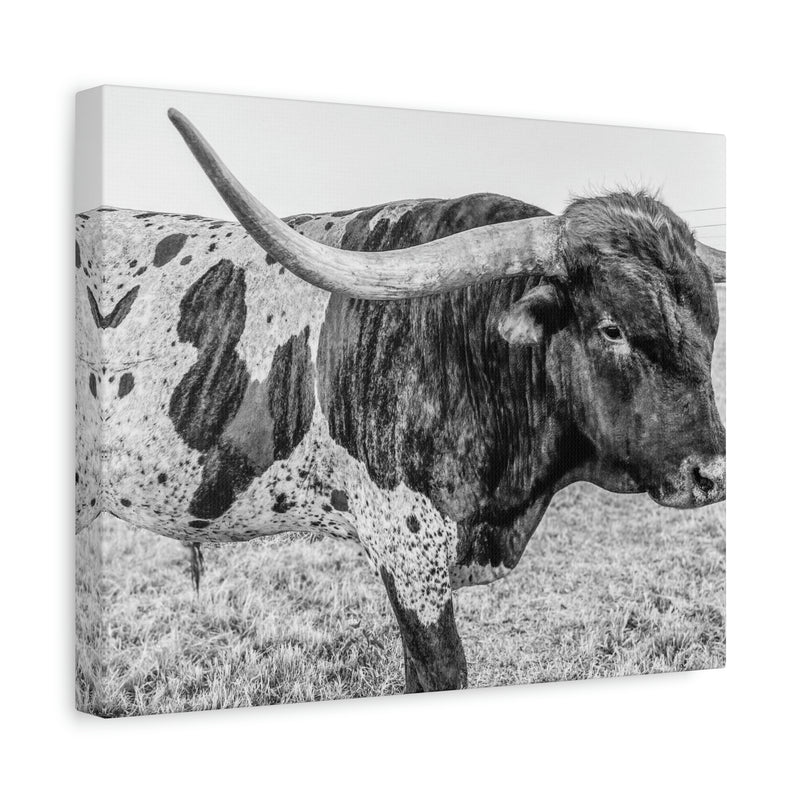 B&W Longhorn Bull Canvas