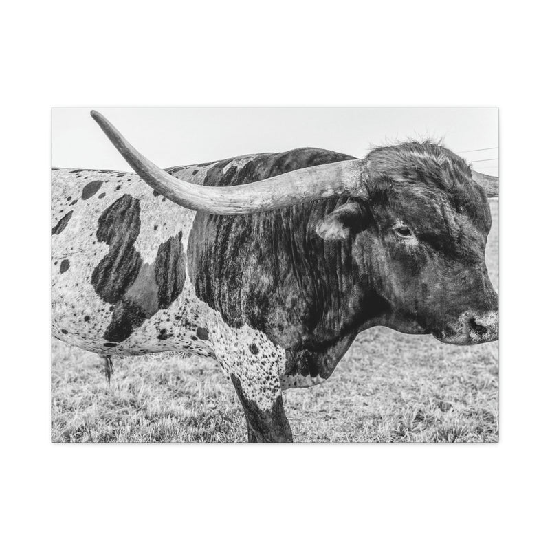 B&W Longhorn Bull Canvas