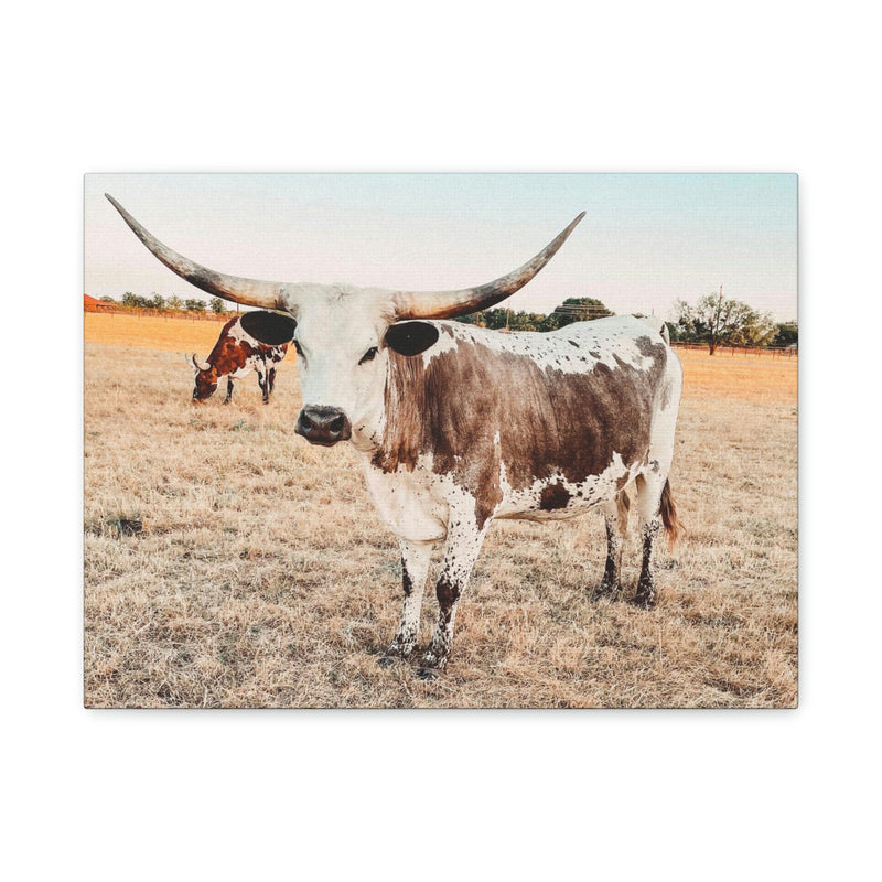 Longhorn Cow Canvas