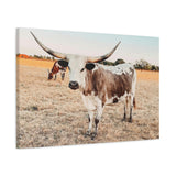 Longhorn Cow Canvas