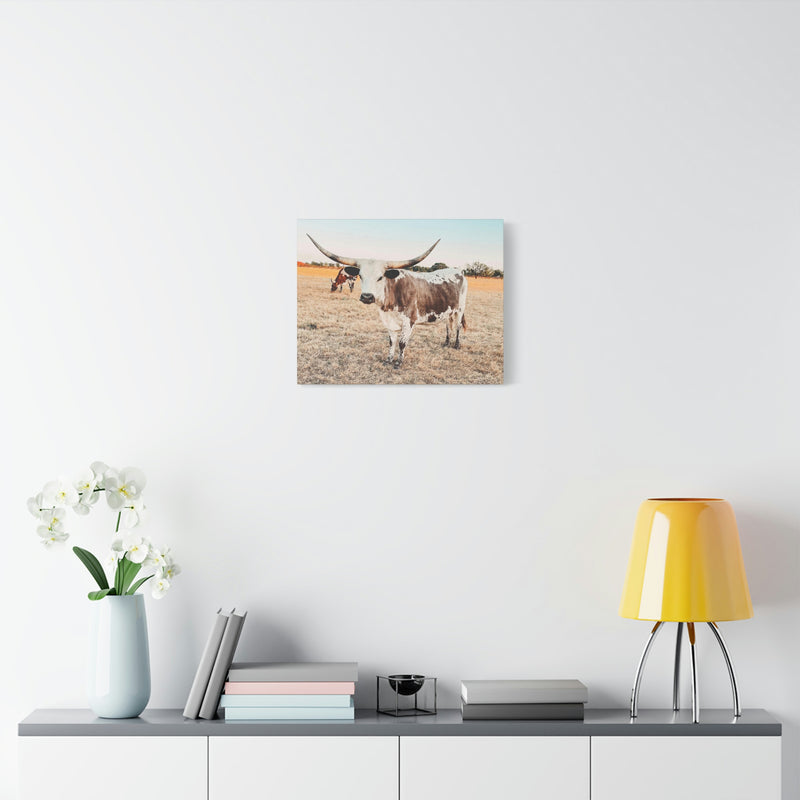 Longhorn Cow Canvas