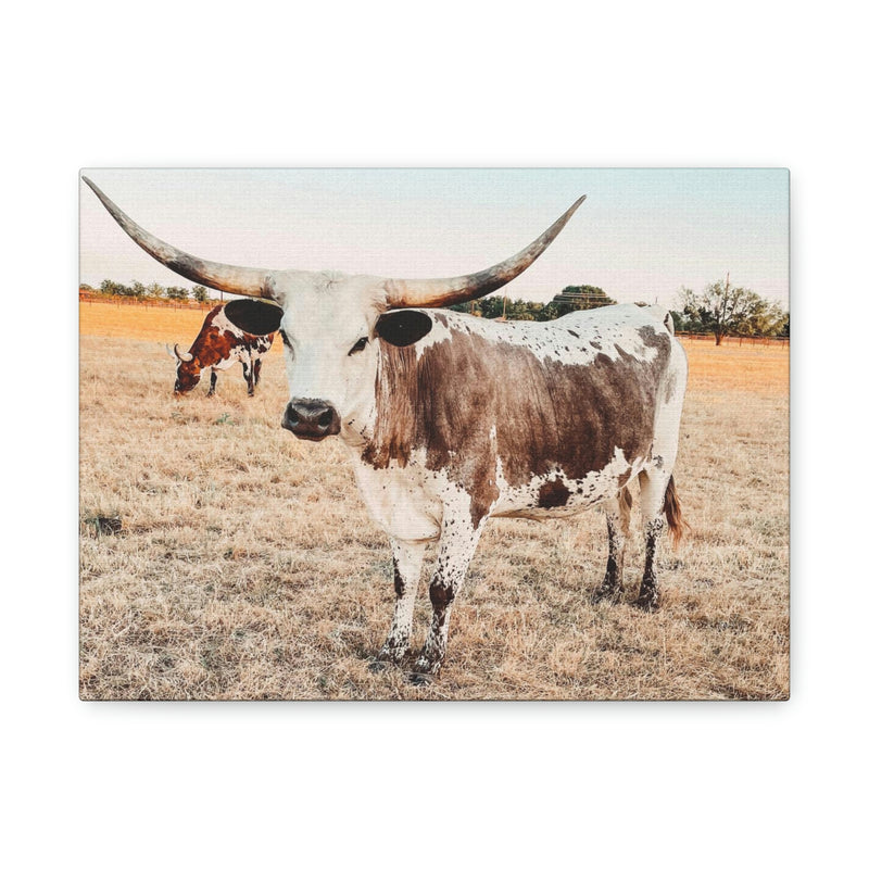 Longhorn Cow Canvas