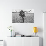 B&W Longhorn Bull Horizontal Canvas